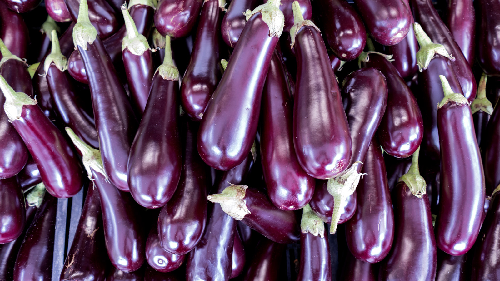 buy بادمجان