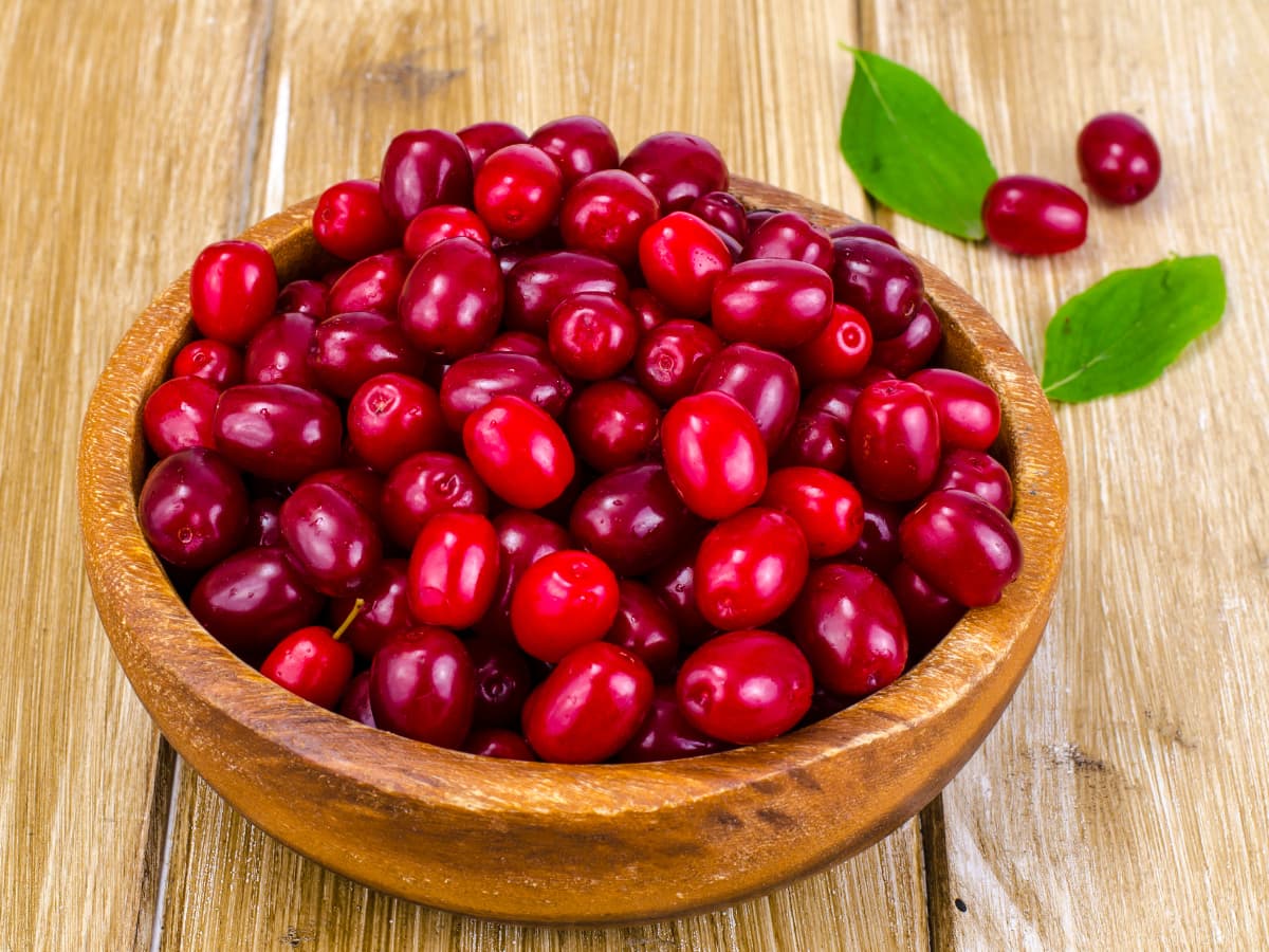 زغال‌اخته
