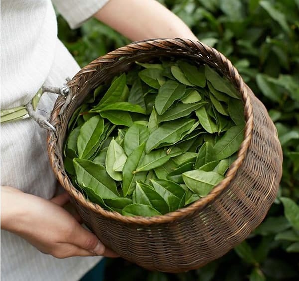 buy چای سبز